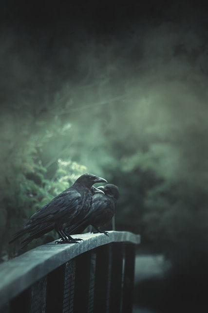 raven, bridge, horror, birds, animals, perched, fog, mist, mystical, mysterious, creepy, gloomy, nature, darkness, raven, raven, horror, horror, horror, horror, horror