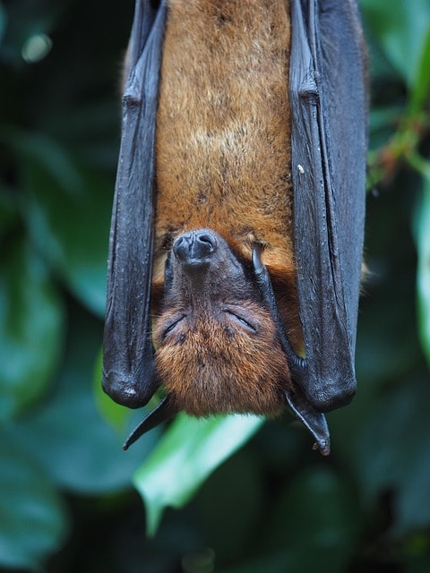 flying dog, aethalops, mammal, fledertier, chiroptera, pteropodoidea, yinpterochiroptera, sleep, upside down, chiroptera, sleep, sleep, sleep, sleep, sleep, upside down