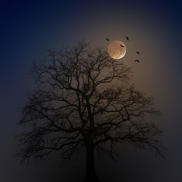 halloween, tree, silhouette, moon, fog, bats, creepy, horror, nature, weird, dark, mysterious, night, magic, black, atmosphere, branches, lighting, mystical, blue, happyhalloween, halloweenchallenge, halloween, halloween, halloween, halloween, moon, moon, moon, moon, horror, horror, horror, horror, horror
