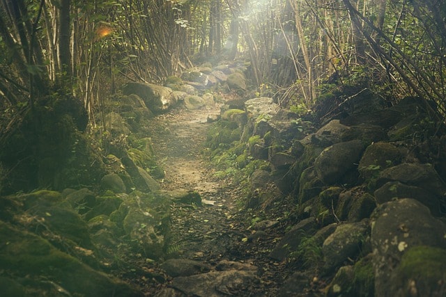 The Japan Suicide Forest: A Guide to Its History The Japan Suicide Forest: A Guide to Its History